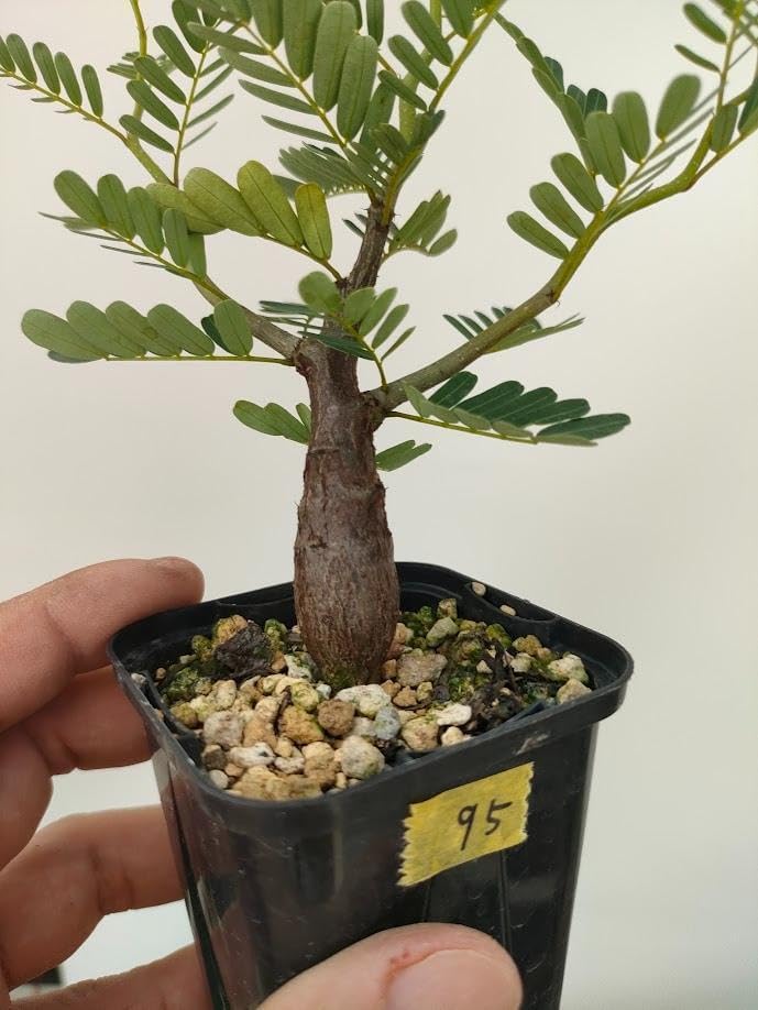 95 センナ メリディオナリス 実生苗 コーデックス 塊根 センナ メリ